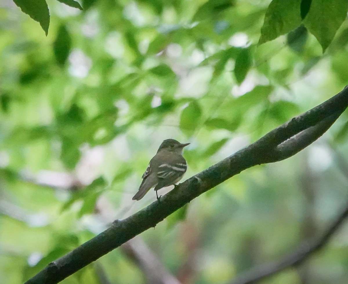 Acadian Flycatcher - ML451941411