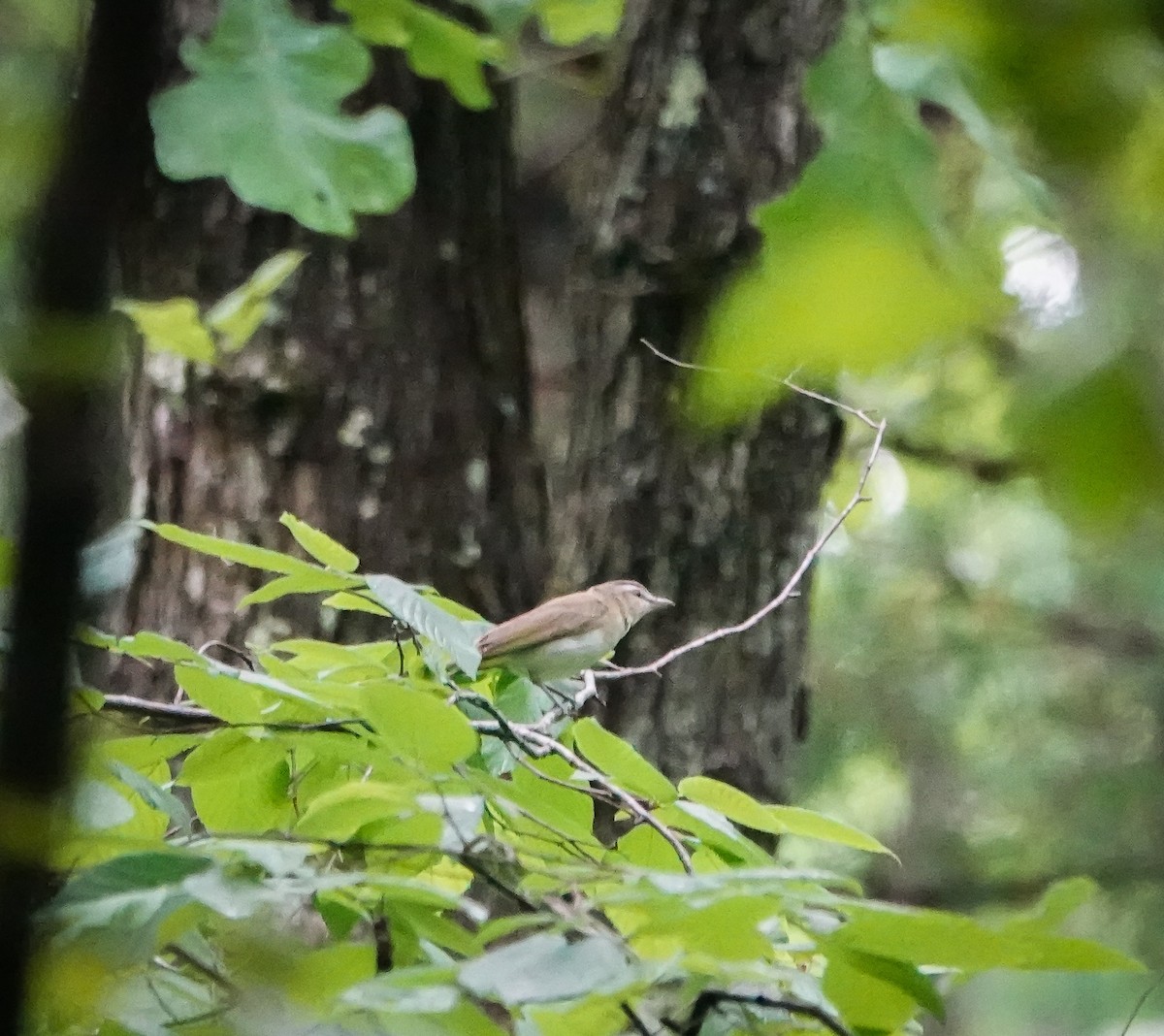 Red-eyed Vireo - ML451941421