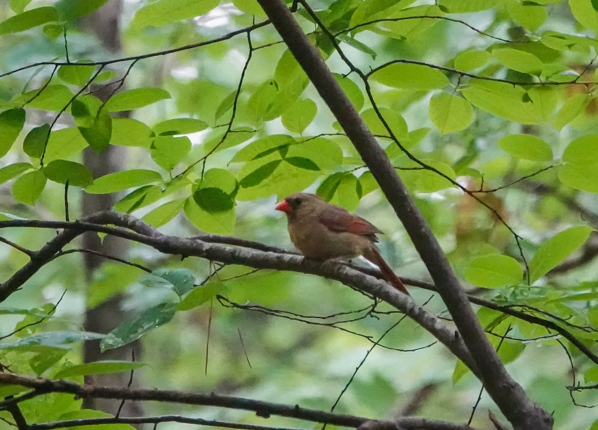 Northern Cardinal - ML451941471