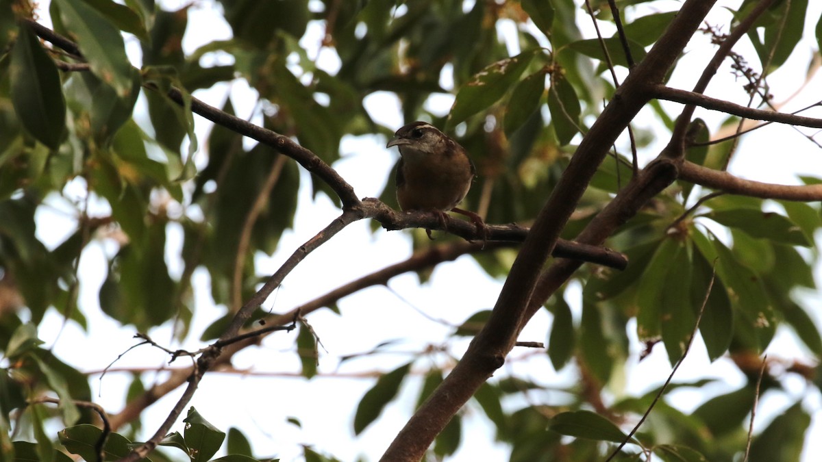 Carolina Wren - ML451941621