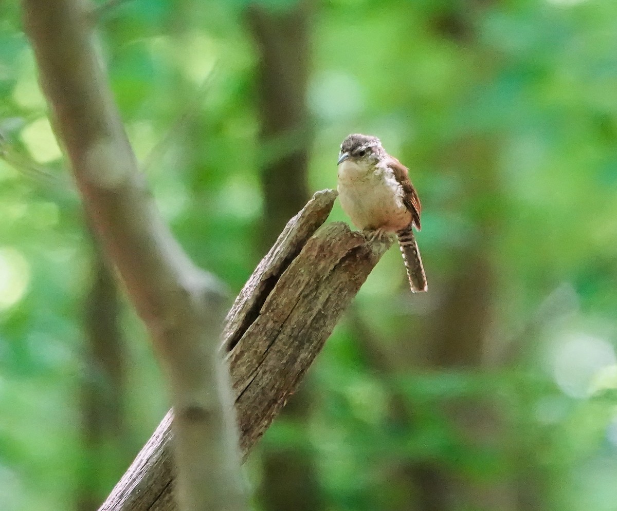 Carolina Wren - ML451941701