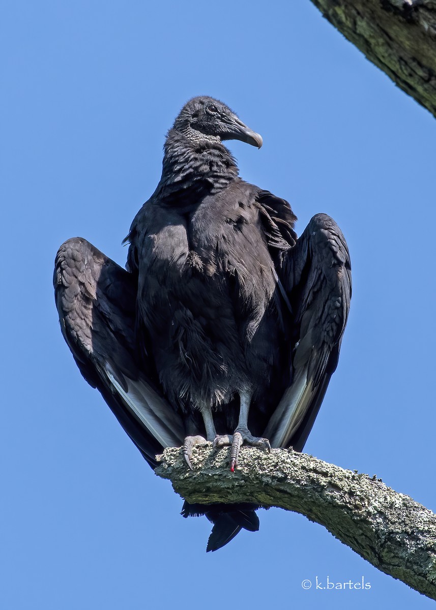 Black Vulture - k bartels