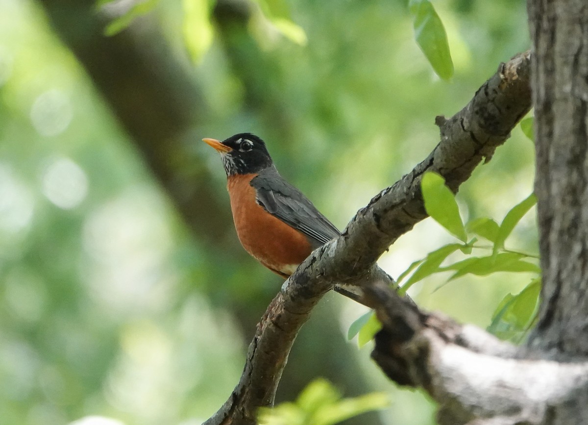 American Robin - ML451941741