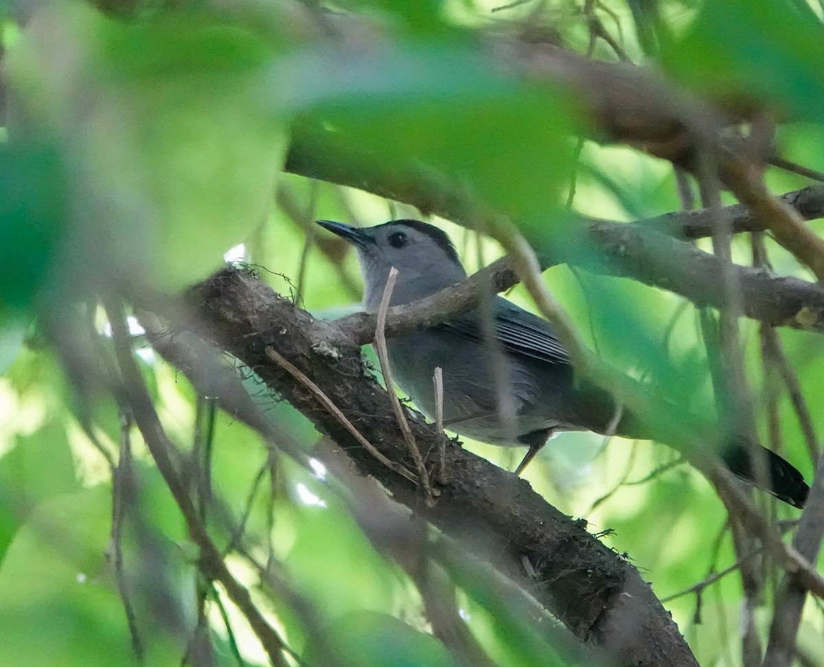 Gray Catbird - Dave Hart