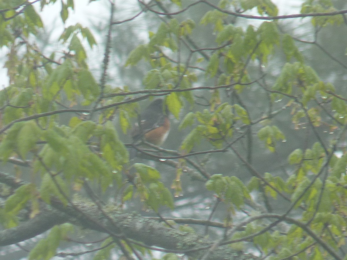 Eastern Towhee - Eric Marcum