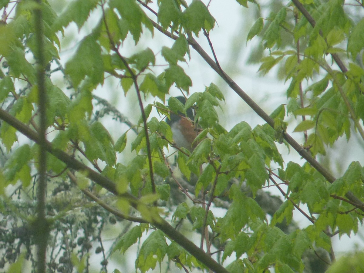 Eastern Towhee - ML451943251