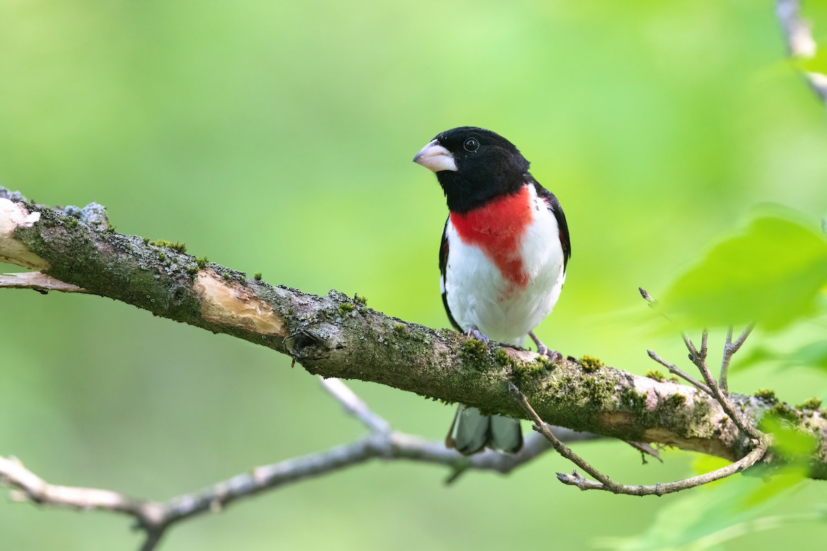 Rose-breasted Grosbeak - ML451943351