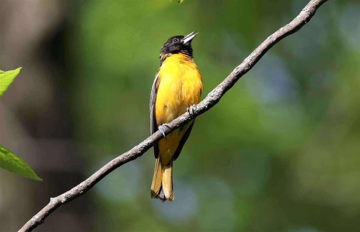 Baltimore Oriole - ML451943911