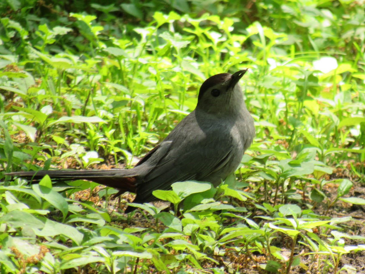 Gray Catbird - Allie Cushin