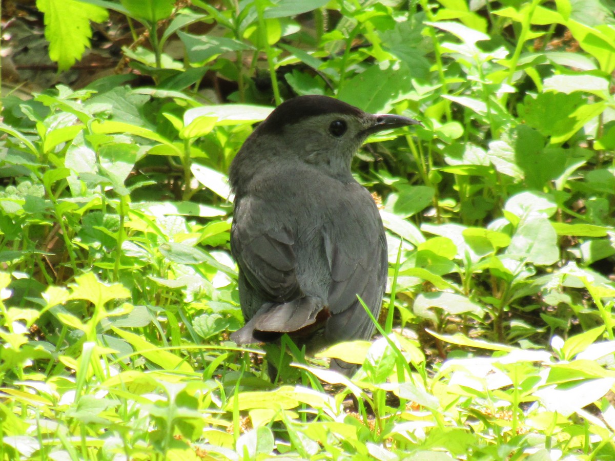 Gray Catbird - Allie Cushin