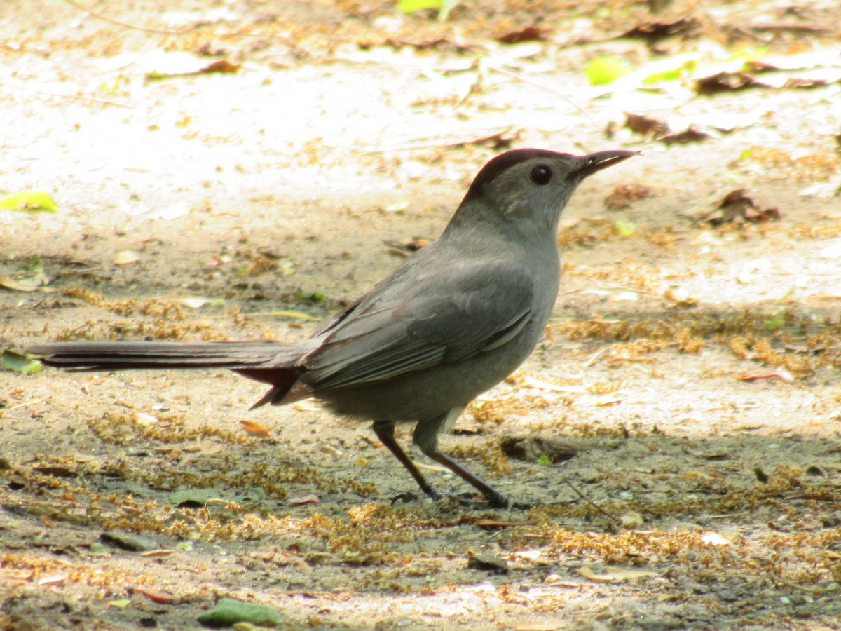 Gray Catbird - Allie Cushin