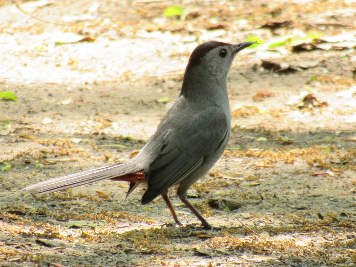 Gray Catbird - Allie Cushin