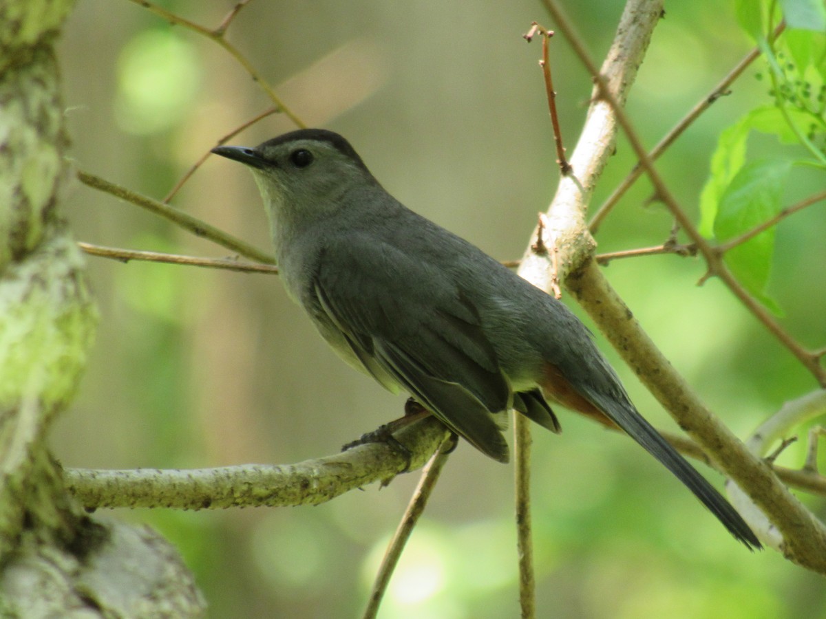 Gray Catbird - Allie Cushin