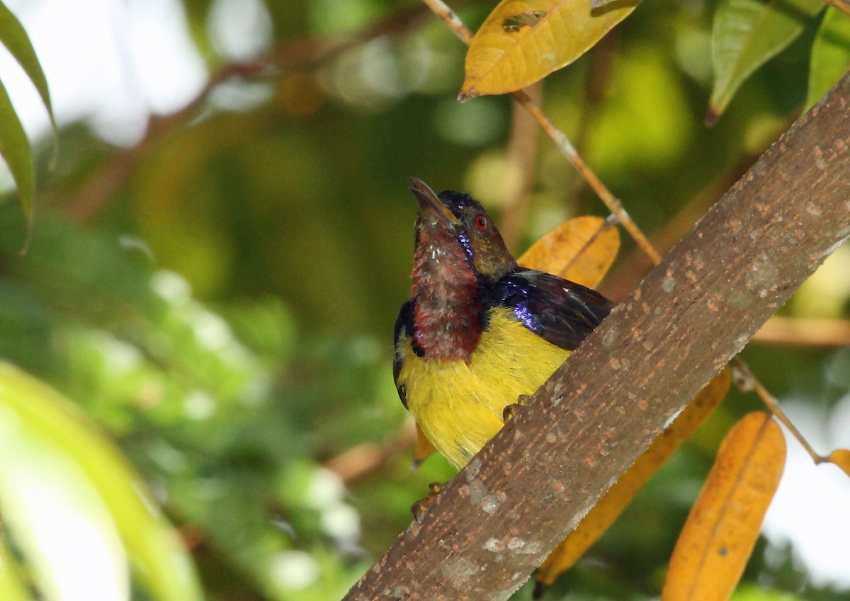 Brown-throated Sunbird - ML45194501