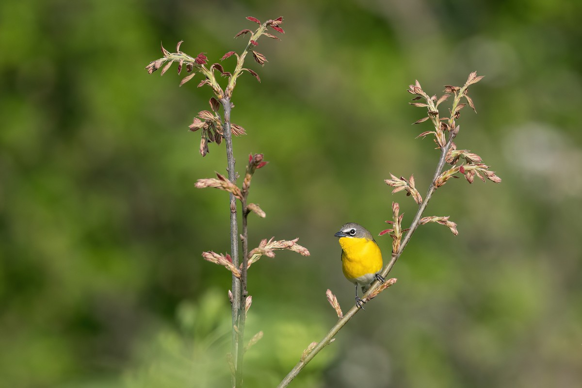 Yellow-breasted Chat - ML451946581