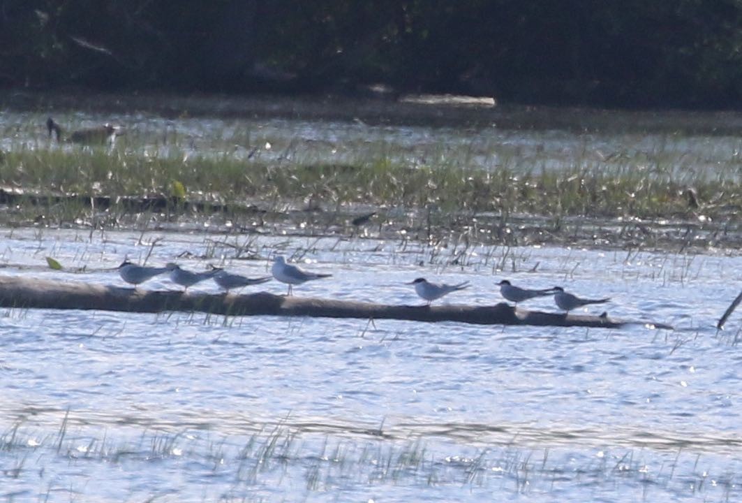 Common Tern - ML451947171