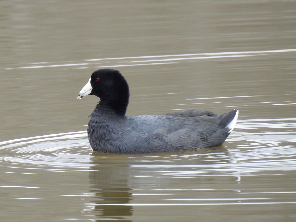 American Coot - ML45194751