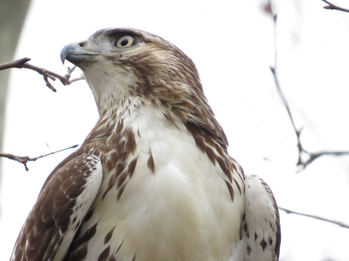 Red-tailed Hawk - ML45194781