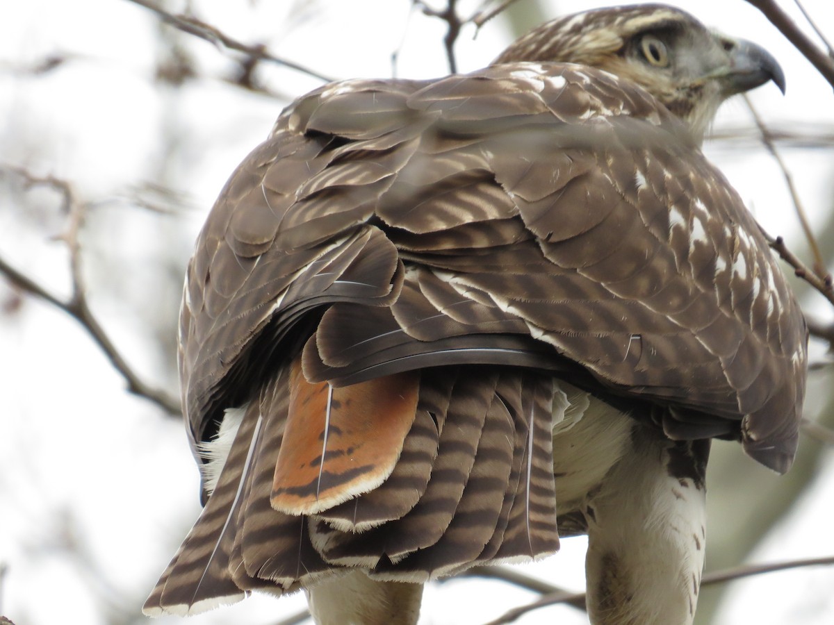 Red-tailed Hawk - ML45194791