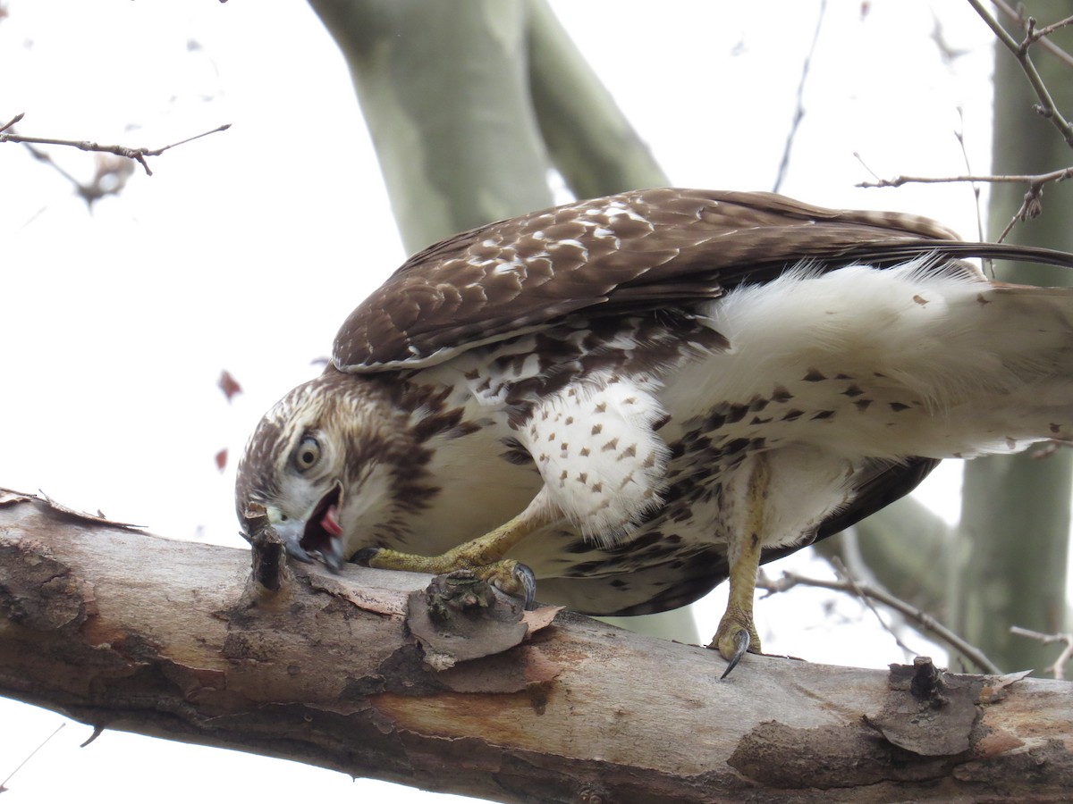 Red-tailed Hawk - ML45194811