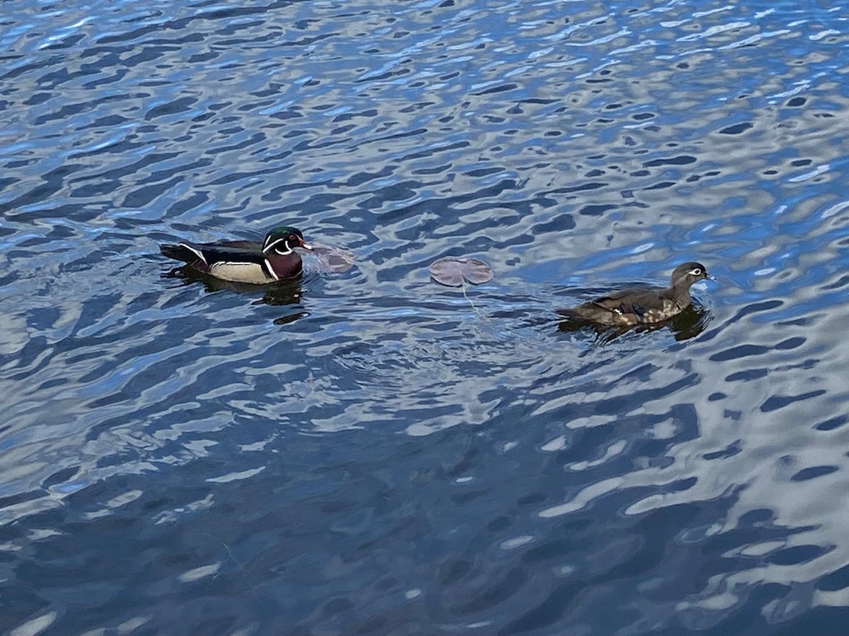 Wood Duck - ML451948151
