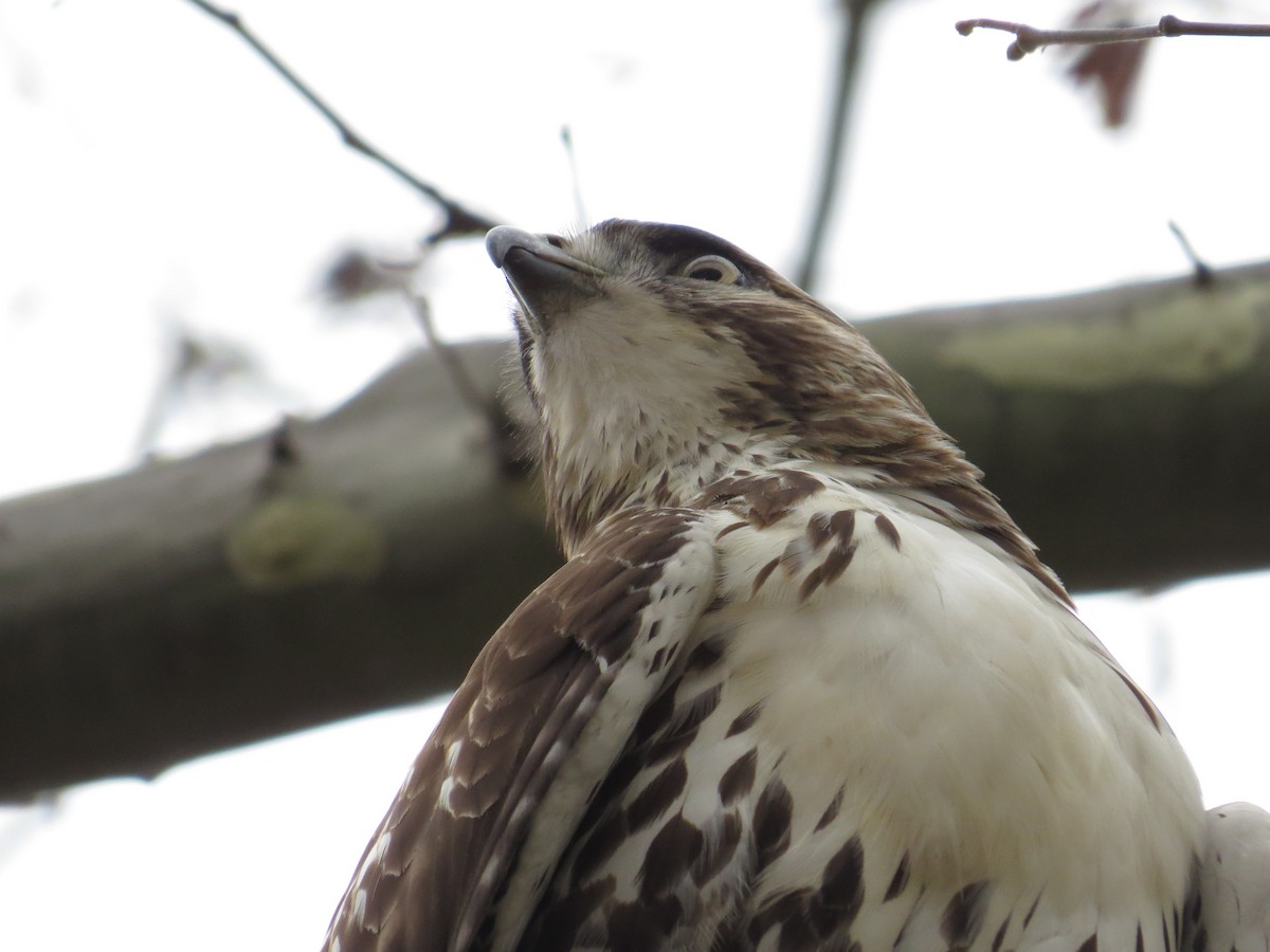 Red-tailed Hawk - ML45194821