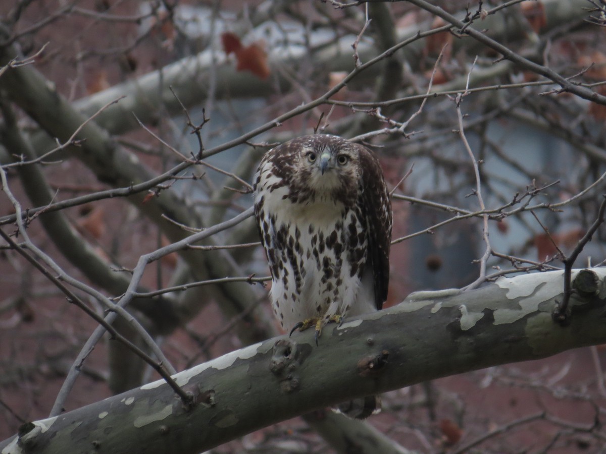 Red-tailed Hawk - ML45194881