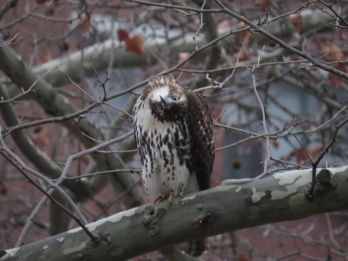 Red-tailed Hawk - ML45194911