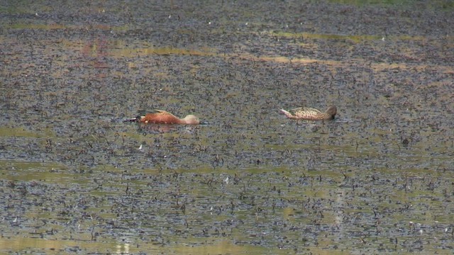 Red Shoveler - ML451949841