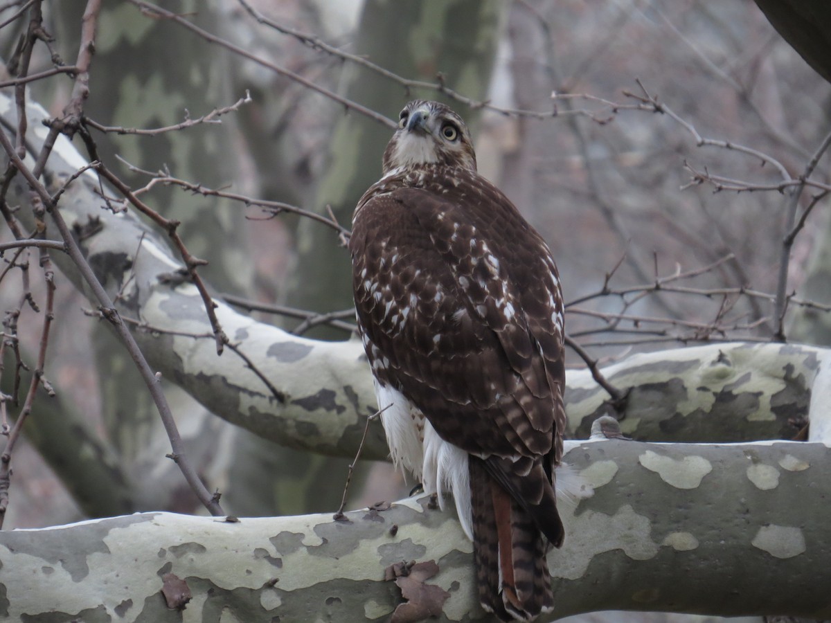 Red-tailed Hawk - ML45195051