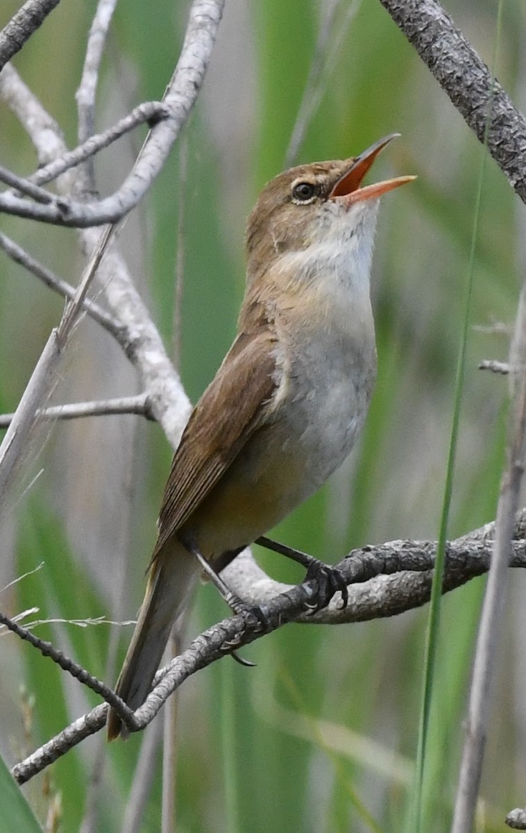 Australian Reed Warbler - ML45195141