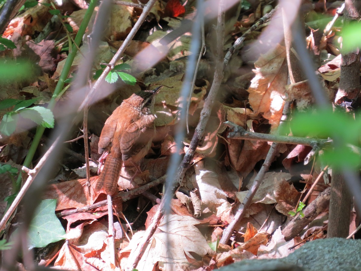 Carolina Wren - kandy rathinasamy