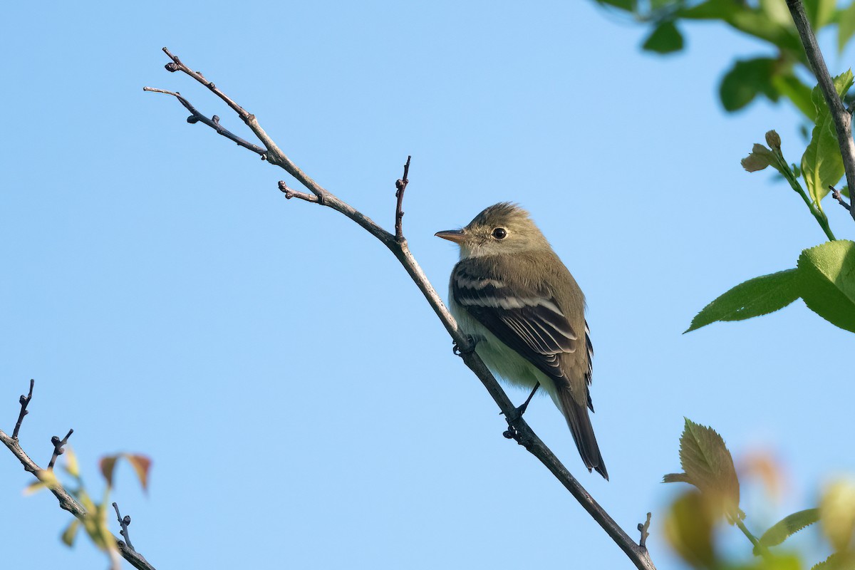 Alder Flycatcher - ML451953621