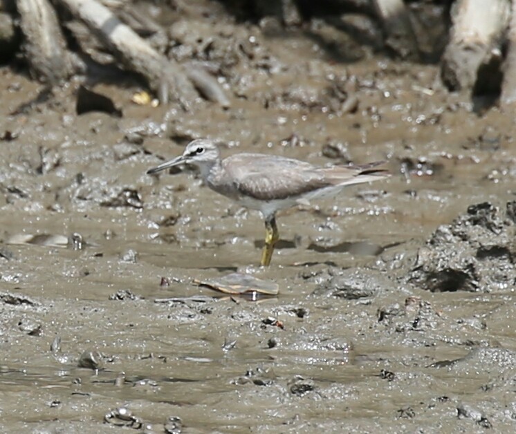 Gray-tailed Tattler - Jafet Potenzo Lopes