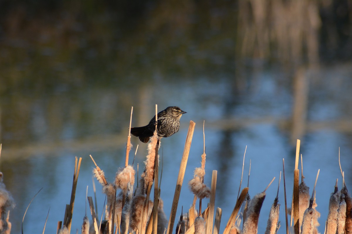 Red-winged Blackbird - ML451953821