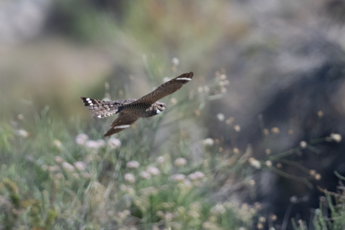 Lesser Nighthawk - ML451955041