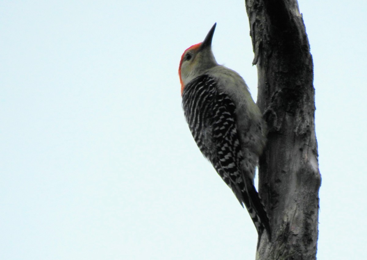 Red-bellied Woodpecker - ML451955181