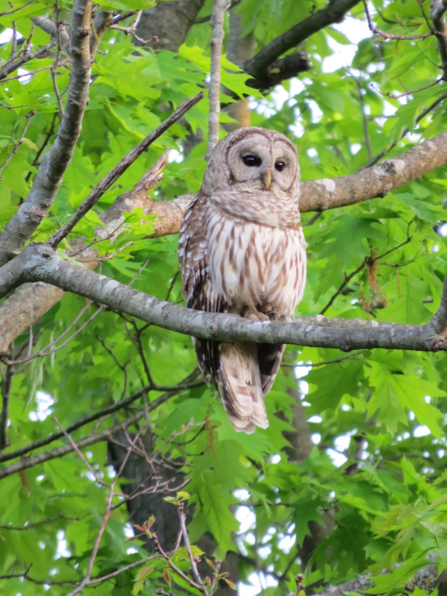 Barred Owl - kandy rathinasamy