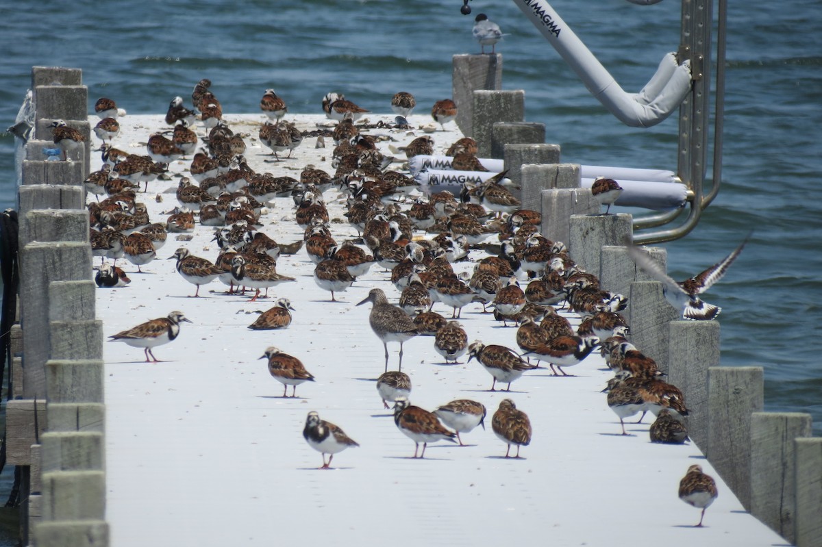 ארנריה אדמונית - ML451956131