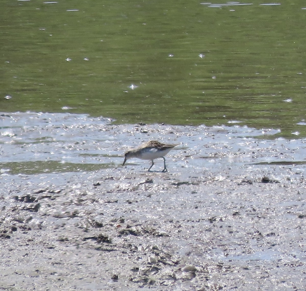 Semipalmated Sandpiper - ML451956191