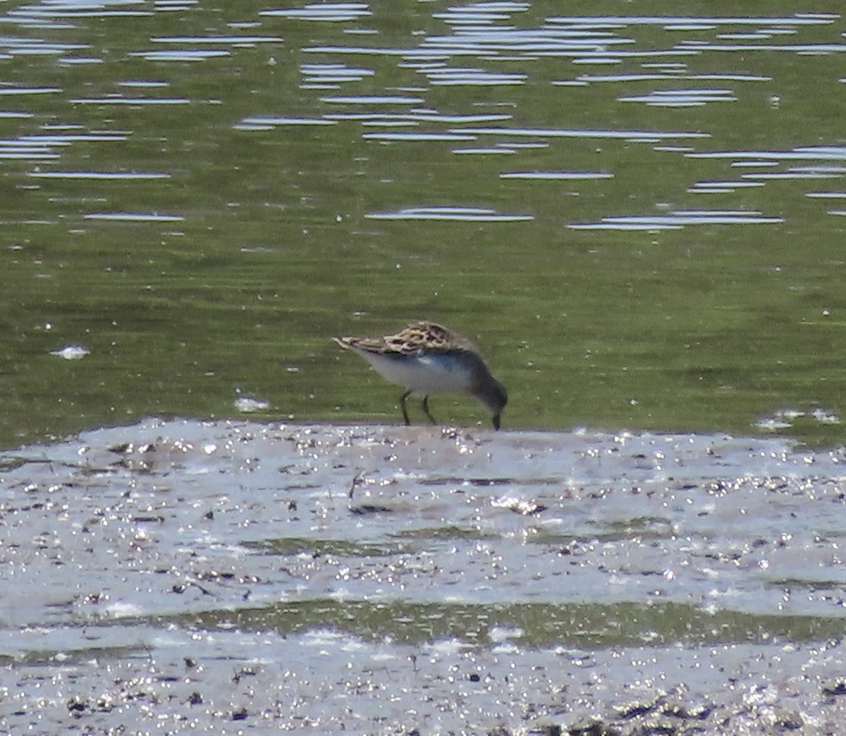 Semipalmated Sandpiper - ML451956201