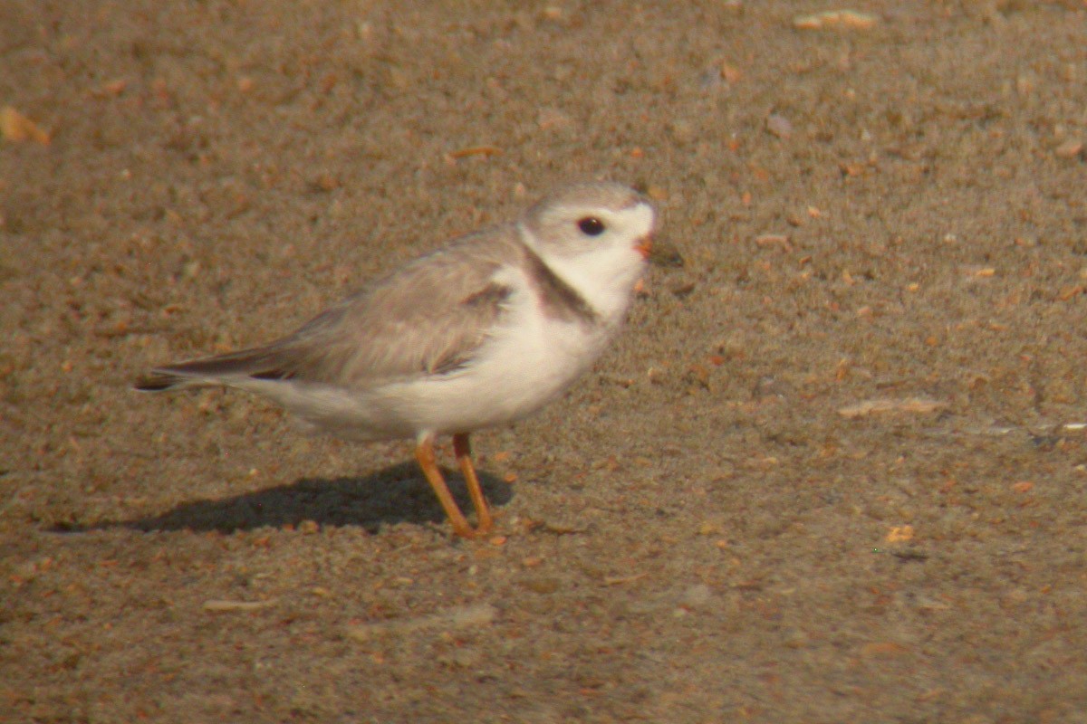 Piping Plover - ML45195631