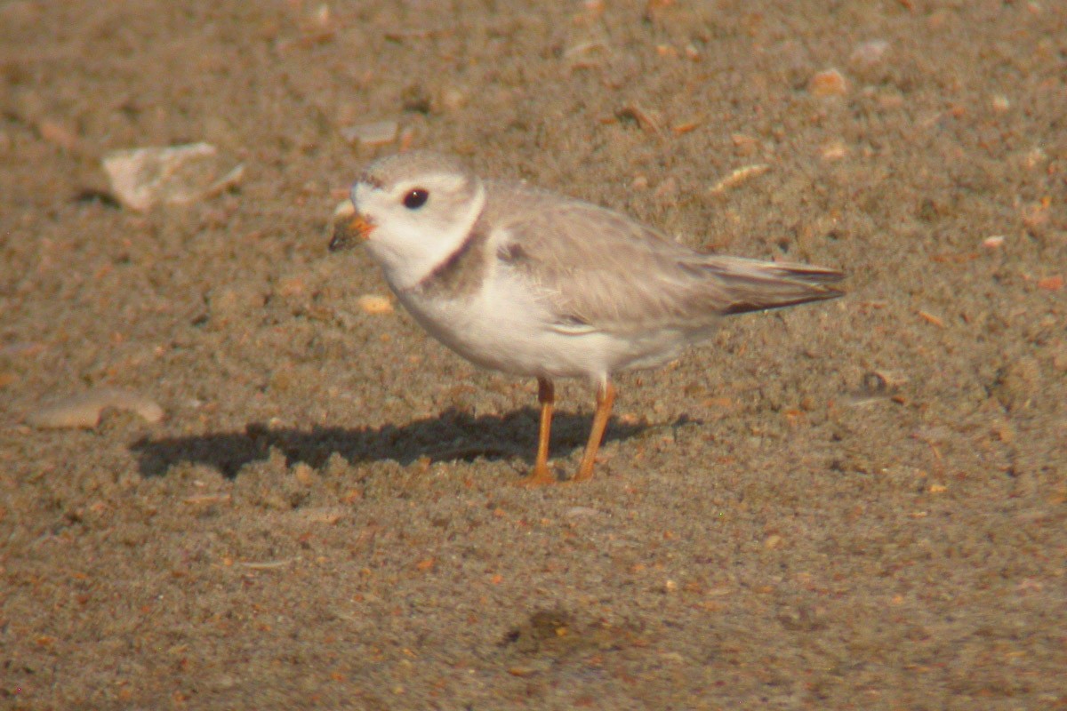 Piping Plover - ML45195641