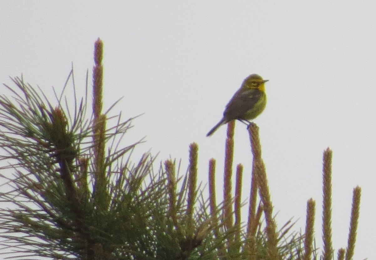 Prairie Warbler - ML451956511