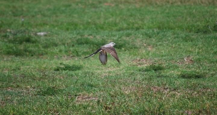 Scissor-tailed Flycatcher - ML451956521