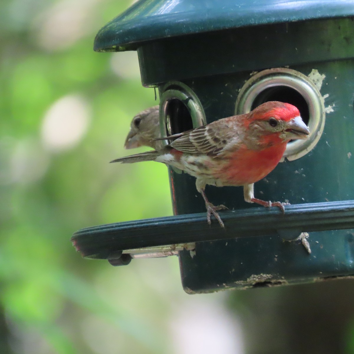 House Finch - ML451956531