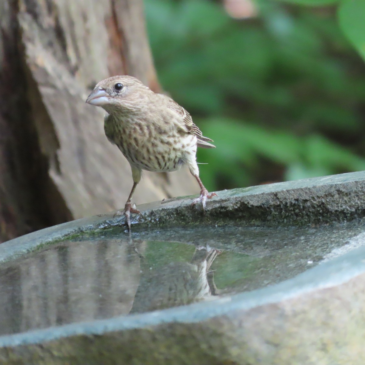 House Finch - ML451956621