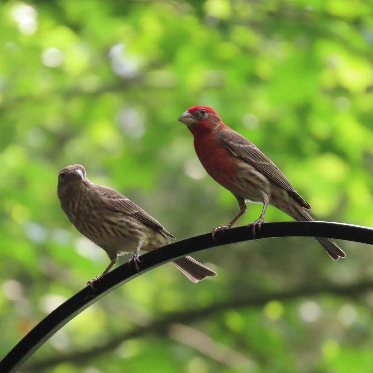 House Finch - ML451956651