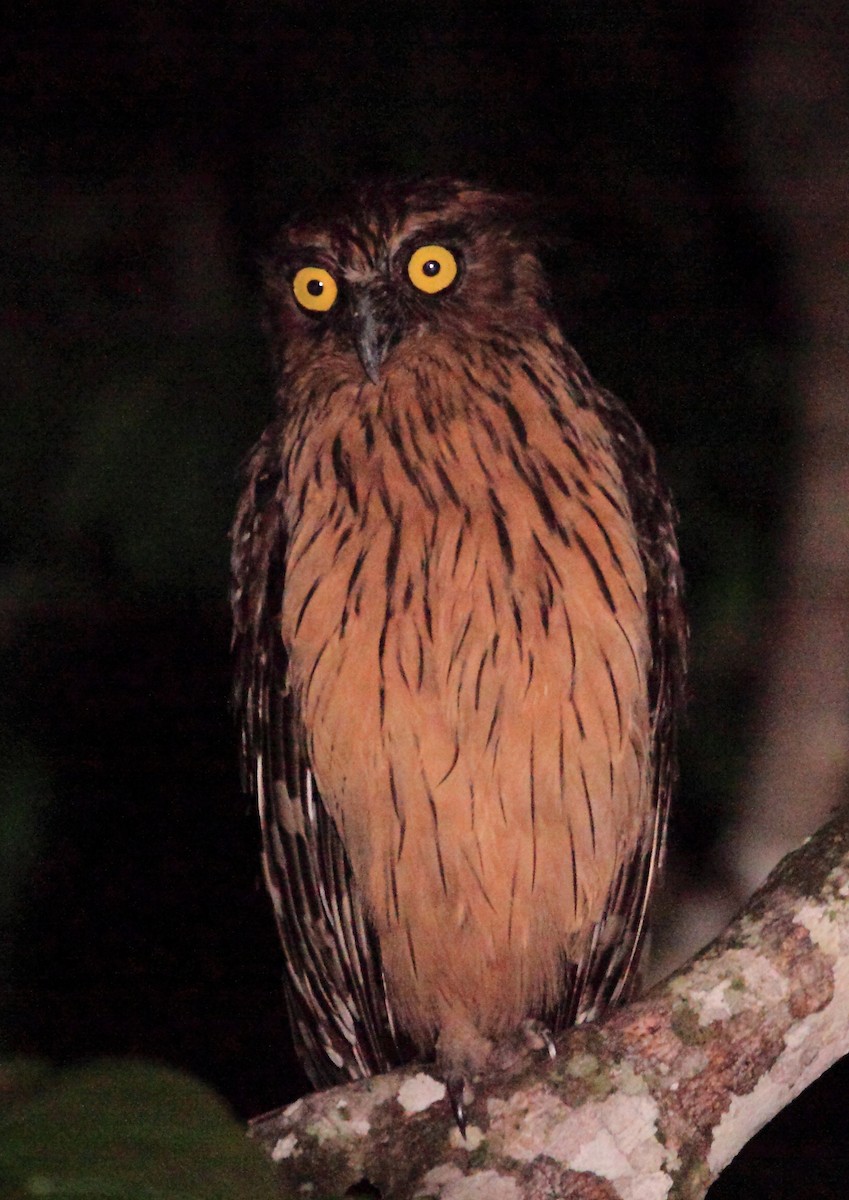 Buffy Fish-Owl - Nigel Voaden