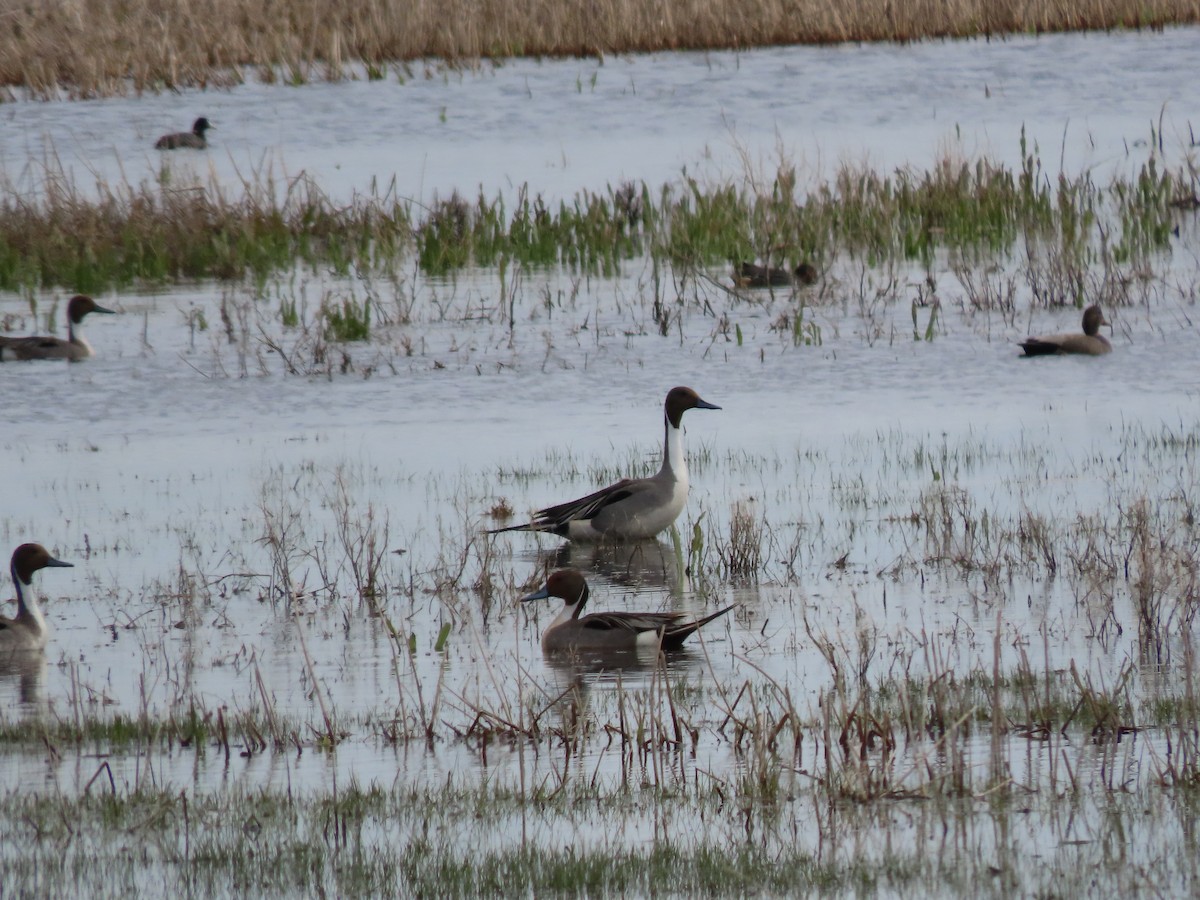 Northern Pintail - Kerry Hjertaas